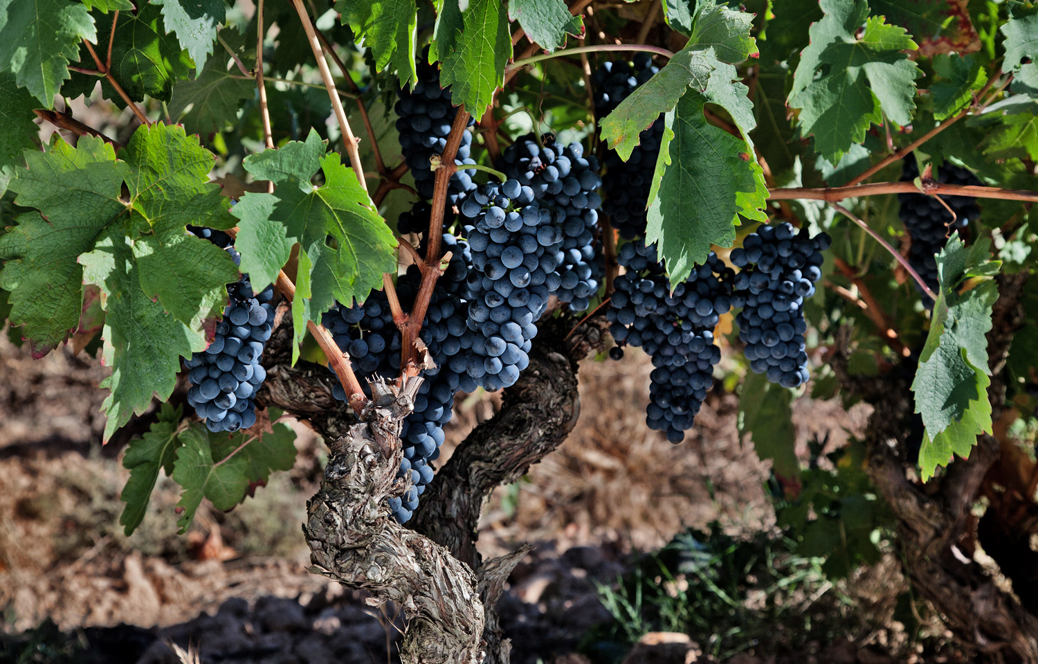vina_cumbrero_header.jpg vina_cumbrero_header.jpg