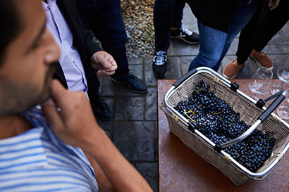 HARVEST AT BODEGAS MONTECILLO